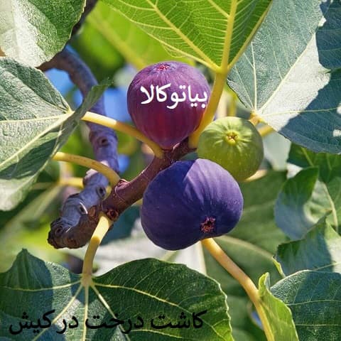 کاشت انجیر در کیش